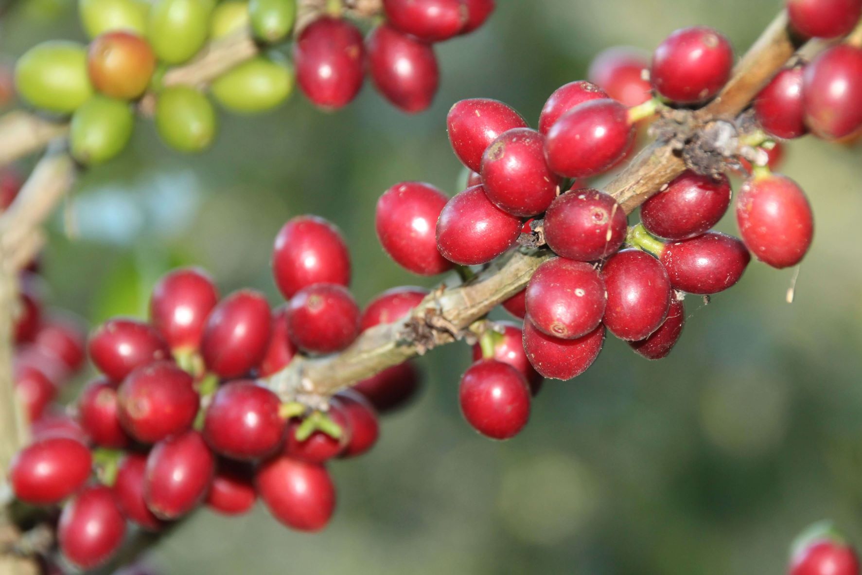 coffee ready for picking